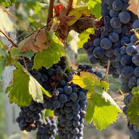 Allegro לינה וארוחת בוקר