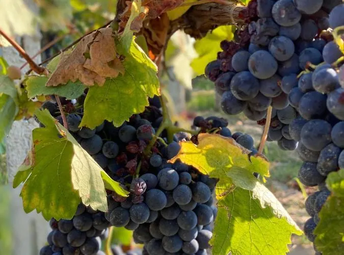 Allegro Bed & Breakfast